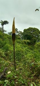 Bunga Bangkai Raksasa Jenis Amorphophallus Gigas di Dekat Pesangrahan Harimau Campo, Jalur Pendakian Gunung Talamau (Ist)