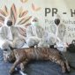 Tim Medis PRHSD ARSARI saat menangani bangkai harimau Sumatera Puti Maua Agam.