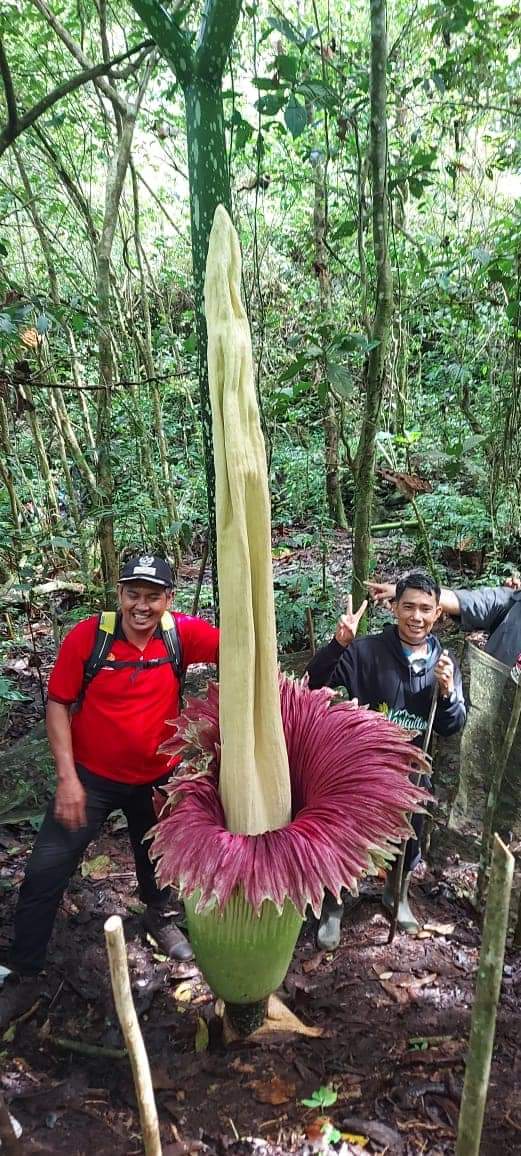 
 Bunga Bangkai Setinggi 3 Meter Kembali Tumbuh di Kota Padang Panjang