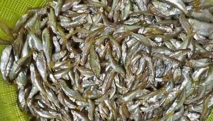 Ikan Bilih Danau Singkarak (foto: Topsumbar.co.id)