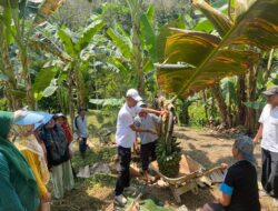 Kadis Pertanian Sijunjung Ir. Ronaldi Panen Pisang Kepok Tanjung di BPP Kecamatan IV Nagari