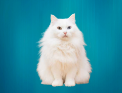 Ini Dia Perbedaan Jenis Kucing Anggora dan Persia (Foto; Topsumbar.co.id)