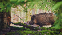 Berburu Babi Hutan, Tradisi Yang Mengajarkan Harmoni dengan Alam. (Foto : Pixabay)