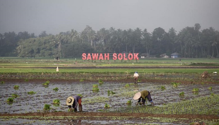 Keunggulan Bareh Solok dibandingkan Beras Lainnya di Sumatera Barat. (foto: Dok istimewa)