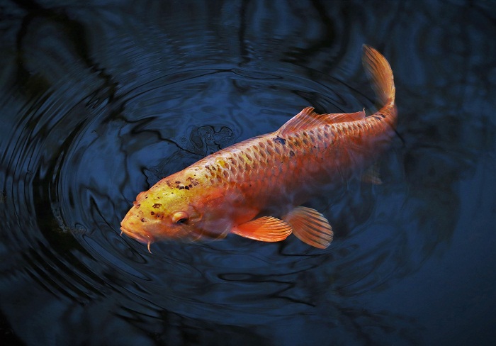 Sungai Janiah,Misteri Ikan Sakti dan Pengakuan Warisan Budaya Tak Benda Indonesia. (Foto : Pixabay)