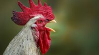 Ayam Kukuak Balenggek Ikon Penyanyi Bersuara Merdu dari Minangkabau. (Foto : Pixabay)