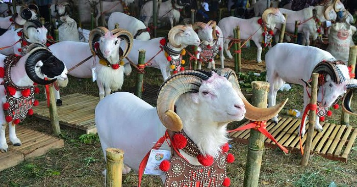 Menakjubkan! 8 Cerita Unik dalam Tradisi Idul Adha di Sumatera Barat. (Foto : Dok. Istimewa)