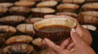 6 Minuman Khas Sumatera Barat yang Menjadi Legenda Kuliner Indonesia, Yakin Ga Mau Coba? (Foto : Dok. Istimewa)