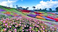 Berikut Potret Keindahan Wisata Taman Bunga Puncak Tonang di Sumbar yang Sempat Ramai Dikunjungi Pengunjung (Foto: Dok.Istimewa)