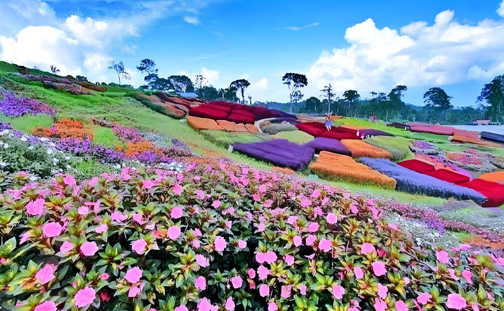Berikut Potret Keindahan Wisata Taman Bunga Puncak Tonang di Sumbar yang Sempat Ramai Dikunjungi Pengunjung (Foto: Dok.Istimewa)